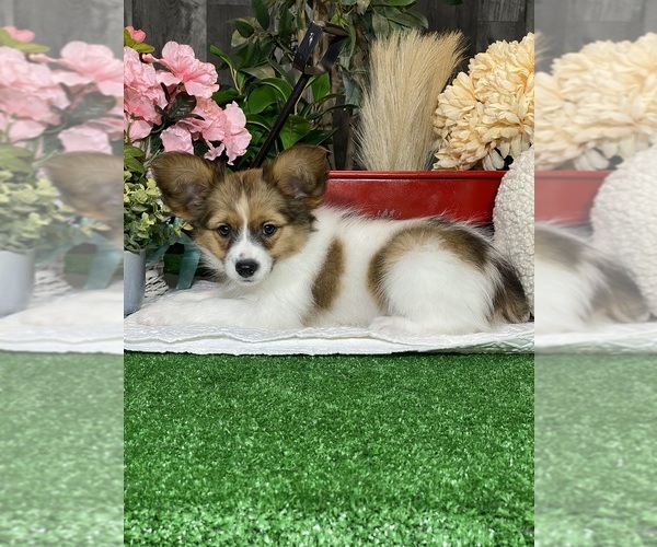 Medium Photo #1 Papillon Puppy For Sale in CANOGA, NY, USA