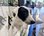 Small #5 Labrador Retriever Mix