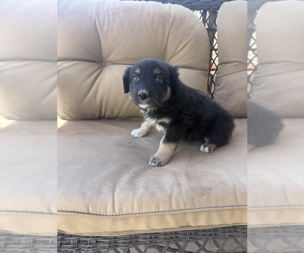 Medium Photo #1 Australian Shepherd Puppy For Sale in WILLIAMS, AZ, USA