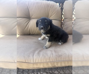 Medium Australian Shepherd