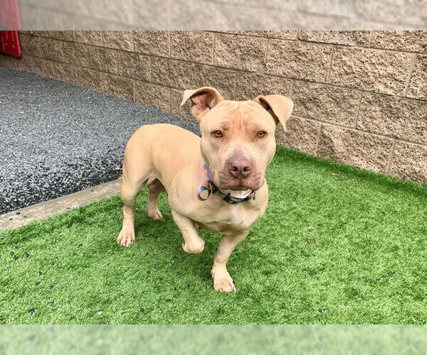 Medium Photo #1 Mutt Puppy For Sale in Moreno Valley, CA, USA