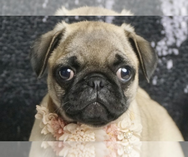 Medium Photo #7 Pug Puppy For Sale in WARSAW, IN, USA