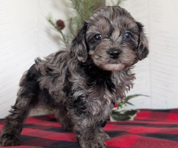 Medium Photo #9 Cockapoo (Miniature) Puppy For Sale in GOSHEN, IN, USA