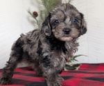 Small #8 Cockapoo (Miniature)