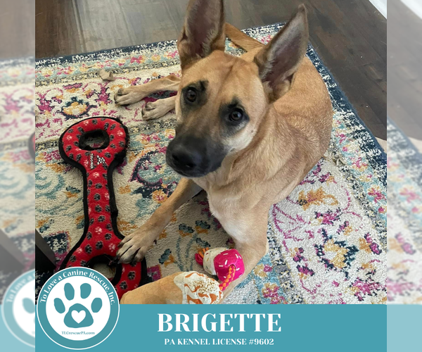 Medium Photo #13 German Shepherd Dog-Unknown Mix Puppy For Sale in Kimberton, PA, USA