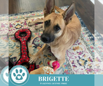 Small #12 German Shepherd Dog Mix