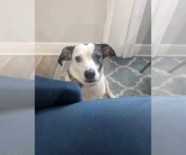 Medium Photo #6 Basset Hound-Unknown Mix Puppy For Sale in Tampa, FL, USA