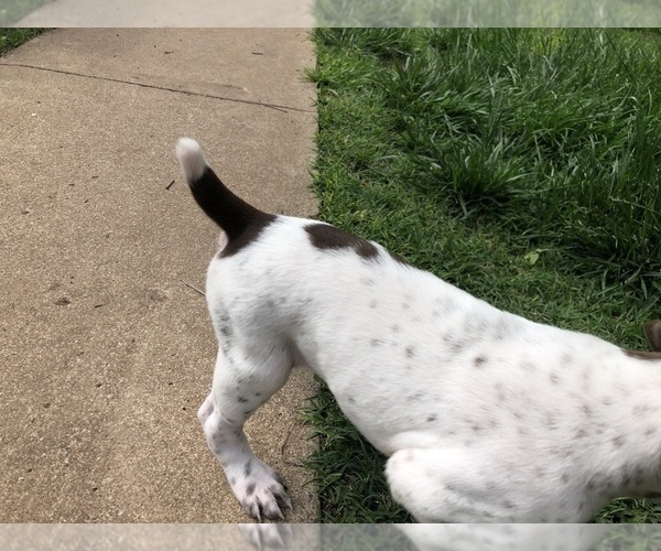 Medium Photo #11 German Shorthaired Pointer Puppy For Sale in AMARILLO, TX, USA