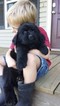 Small Photo #1 Newfoundland Puppy For Sale in JACKSON, MO, USA