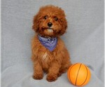 Small Photo #7 Cavapoo Puppy For Sale in MILLERSBURG, OH, USA