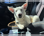 Small #5 Australian Shepherd Mix
