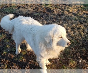 Mother of the Great Pyrenees puppies born on 04/11/2022