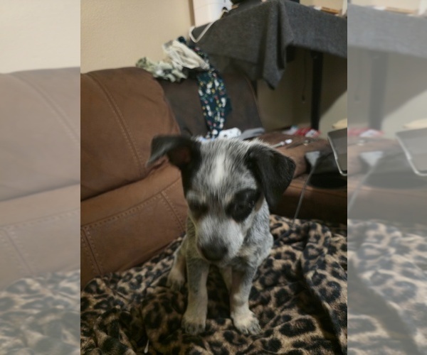 Medium Photo #2 Australian Cattle Dog Puppy For Sale in VANCOUVER, WA, USA