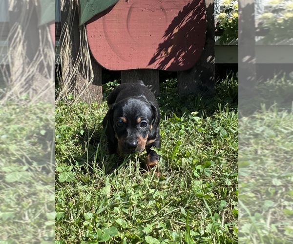 Medium Photo #3 Dachshund Puppy For Sale in SOUTHINGTON, OH, USA