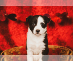 Puppy Puppy 2 Border Collie