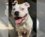 Small #4 Bullboxer Pit