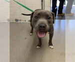 BIG BOY - Male Mutt Dog for Adoption - Small photo