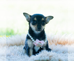 Small #6 Chihuahua