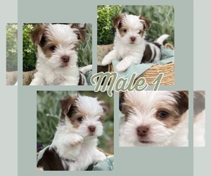 Morkie Puppy for sale in BONNIEVILLE, KY, USA