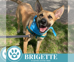 Small #26 German Shepherd Dog Mix