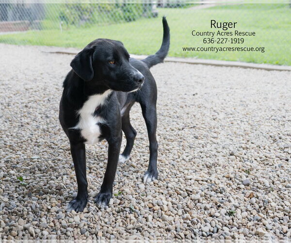 Medium Photo #6 Retriever -Unknown Mix Puppy For Sale in Manchester, MO, USA