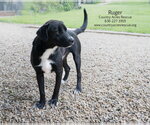 Small #5 Retriever  Mix