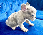 Small Photo #2 French Bulldog Puppy For Sale in PARADISE VALLEY, AZ, USA