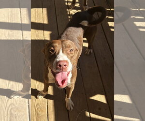 261487  Truvy - Female American Pit Bull Terrier-Unknown Mix Dog for Adoption
