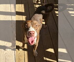 261487  Truvy - Female American Pit Bull Terrier-Unknown Mix Dog for Adoption - Small photo