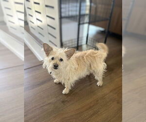 Chihuahua-Unknown Mix Dogs for adoption in Maryville, TN, USA