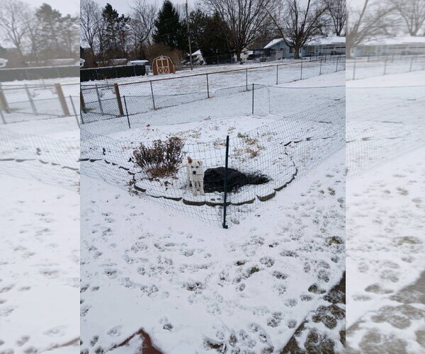 Medium Photo #1 Mutt Puppy For Sale in Hoffman Estates, IL, USA