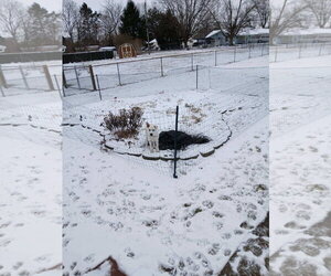 Mutt Dogs for adoption in Hoffman Estates, IL, USA