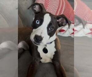 Mutt Dogs for adoption in Royal Palm Beach, FL, USA