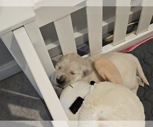 Golden Retriever Puppy for Sale in MESA, Arizona USA