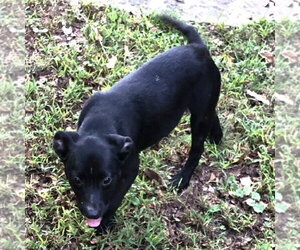 Barney - Male Labrador Retriever Dog for Adoption - Photo #3