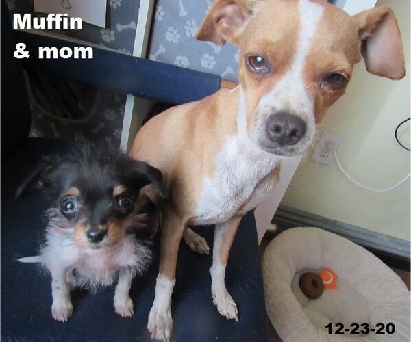 Medium Photo #18 Italian Greyhuahua Puppy For Sale in Apple Valley, CA, USA