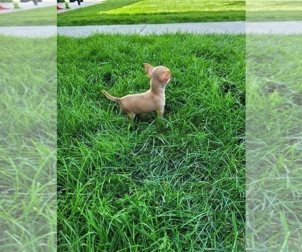 Medium Photo #3 Chihuahua Puppy For Sale in NEW HAVEN, IN, USA