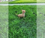 Small Photo #3 Chihuahua Puppy For Sale in NEW HAVEN, IN, USA