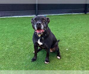 Mutt Dogs for adoption in Orange, CA, USA