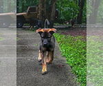 Small #7 German Shepherd Dog Mix