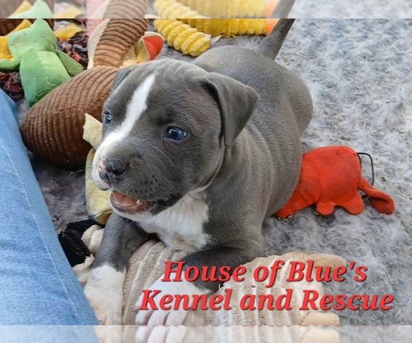 Medium Photo #1 American Pit Bull Terrier Puppy For Sale in DELAWARE, OH, USA