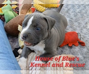 American Pit Bull Terrier Puppy for sale in DELAWARE, OH, USA