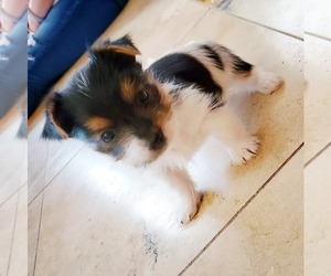 Yorkshire Terrier Puppy for sale in CLACKAMAS, OR, USA