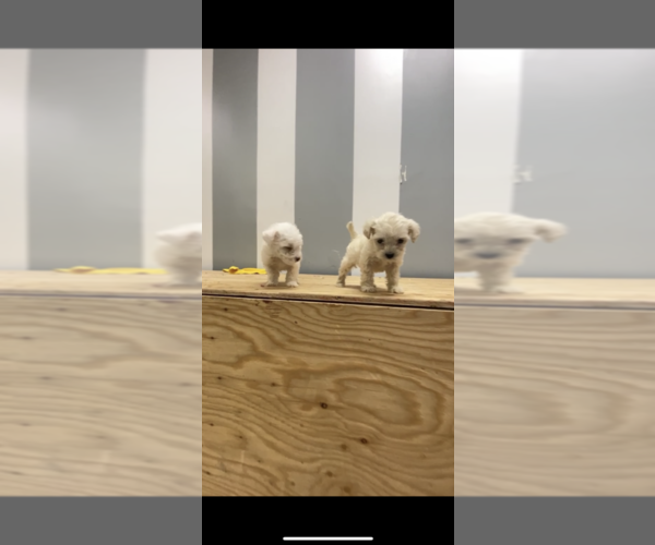Medium Photo #3 Maltipoo Puppy For Sale in BALDWIN, NY, USA
