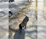 Small #5 Bluetick Coonhound Mix