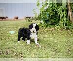 Small Photo #20 Bordoodle Puppy For Sale in ELIZABETH CITY, NC, USA