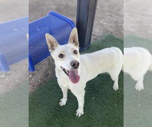 Siberian Husky Dogs for adoption in HESPERIA, CA, USA