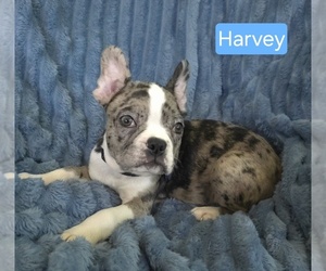 Faux Frenchbo Bulldog Puppy for sale in MINERAL WELLS, WV, USA