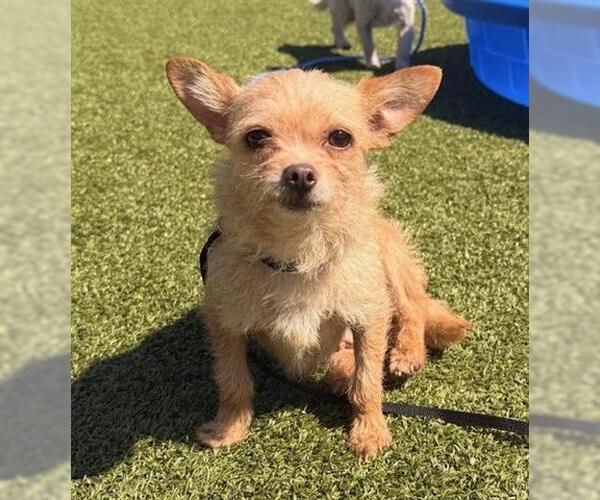 Medium Photo #1 Mutt Puppy For Sale in San Martin, CA, USA
