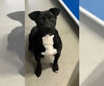 Small Boxador